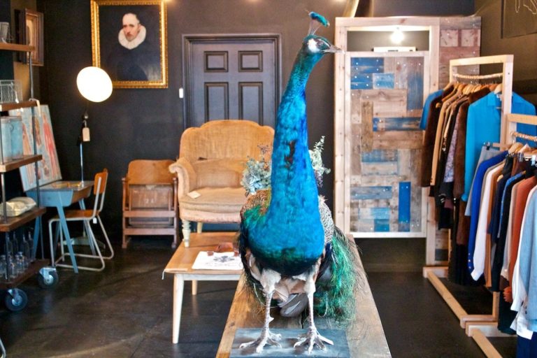 pelicans and parrots black 768x512