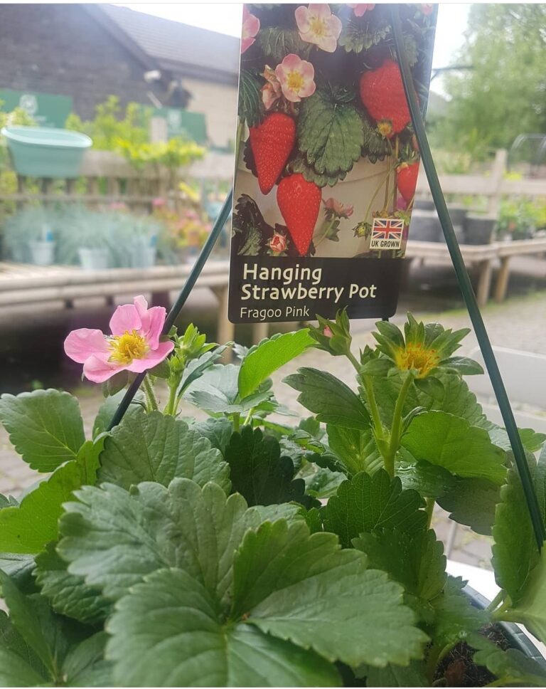 Screenshot 20211208 080800 Instagram 768x968