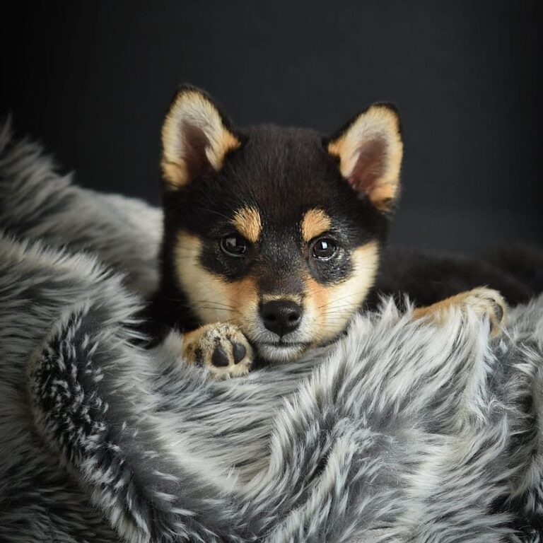 217932545 4272119316157197 1038916942936263499 n 768x768