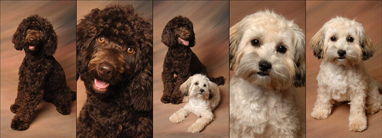 Eddie and Lacie78072 768x278