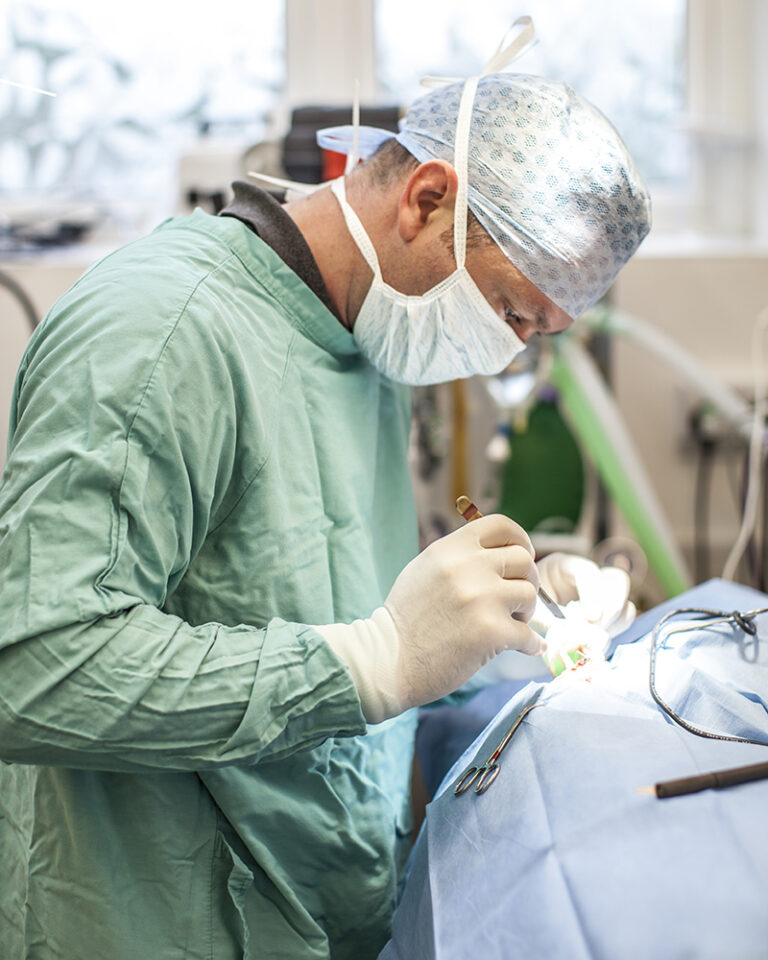 Veterinary Photographer 768x960