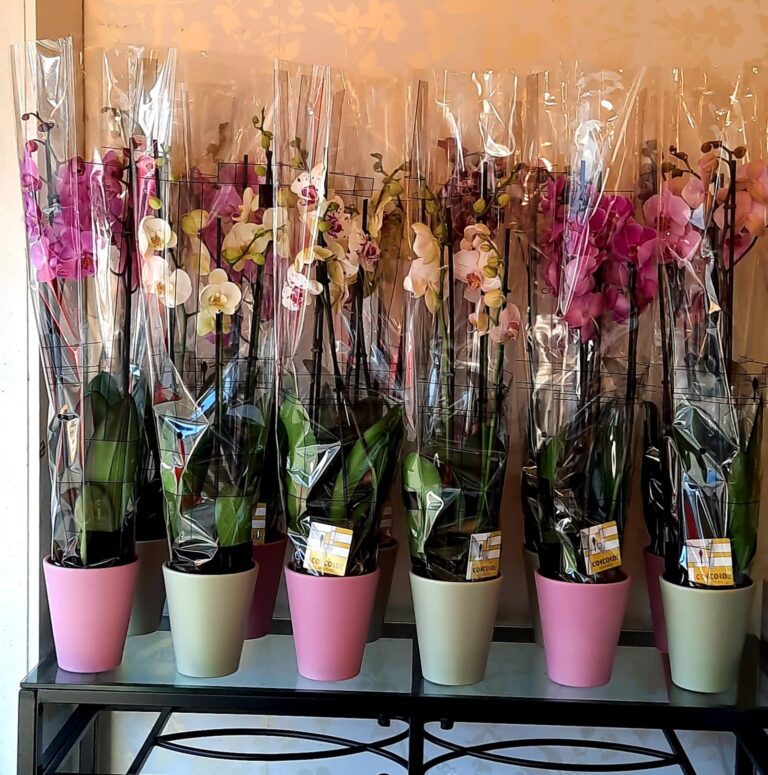 278443304 5874120045938131 8714821898760765412 n 768x775