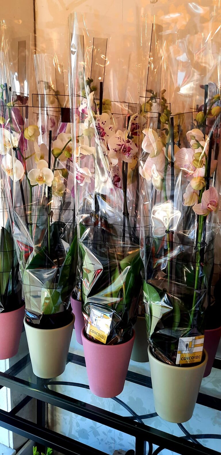 278471314 5874120479271421 5252978051219926043 n 768x1581