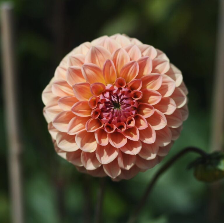 294918184 10160385772193336 2681161923735859344 n 768x763